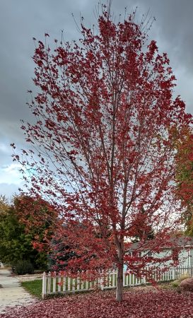 A maple tree with fall colors in the yard of a home for sale in Longmont